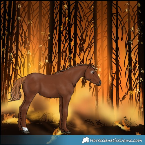 Horse Color:Gray Chestnut 