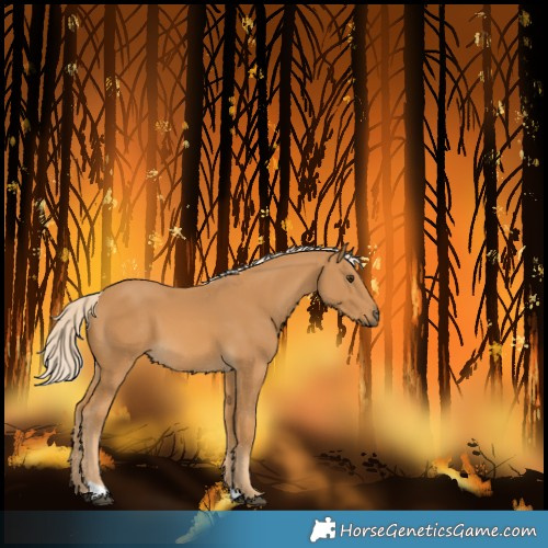 Horse Color:Palomino