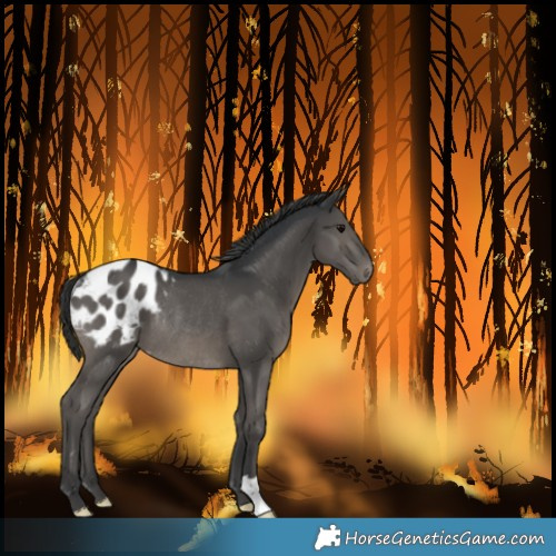 Horse Color:Black Varnish Rabicano 