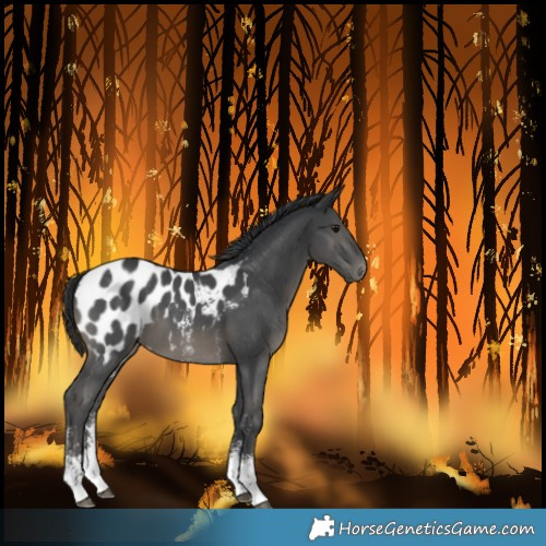 Horse Color:Black Sabino Blanket