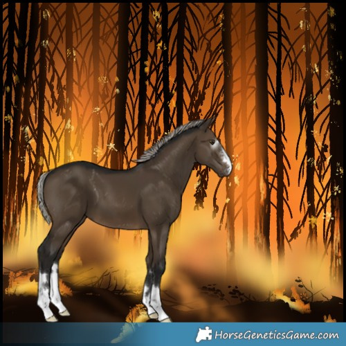 Horse Color:Gray Silver Brown Dun