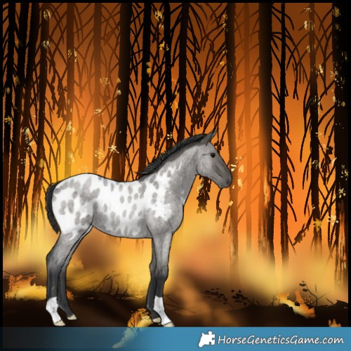 Horse Color:Grullo Roan Blanket Rabicano 