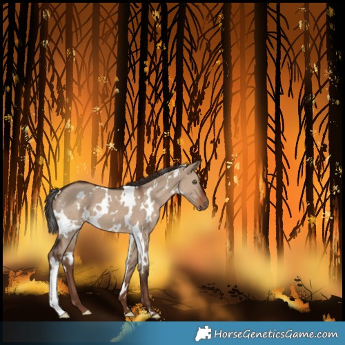 Horse Color:White Spotted Liver Red Dun
