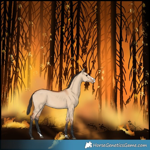 Horse Color:Bay Dun Splash Frame Rabicano