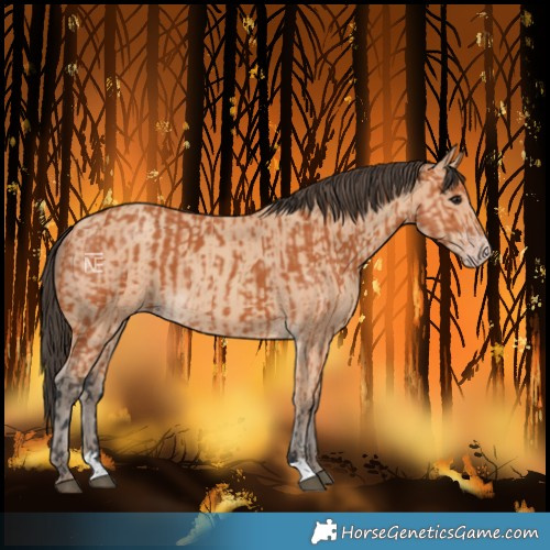 Horse Color:Bay  and Amber Champagne 