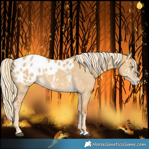 Horse Color:Palomino Dun Splash Blanket