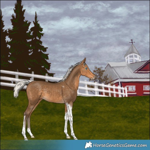 Horse Color:Gray Silver Perlino Tobiano Rabicano 