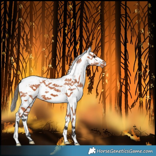 Horse Color:White Spotted Bay Ice Sabino Splash Blanket