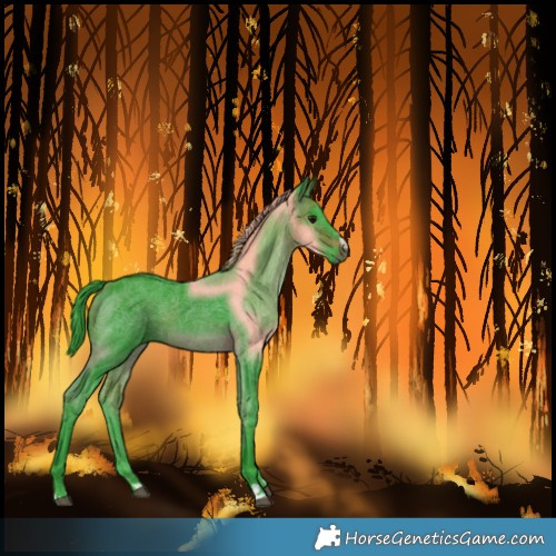 Horse Color:Unknown