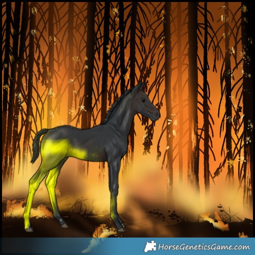 Horse Color:Unknown 