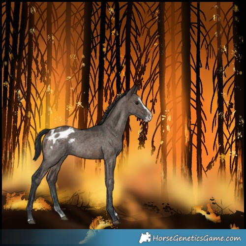 Horse Color:Unknown 