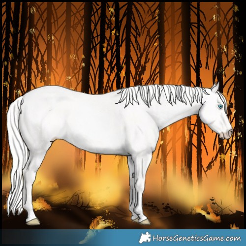 Horse Color:Cremello Dun 