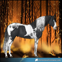 Horse Color:Black Splash Tobiano