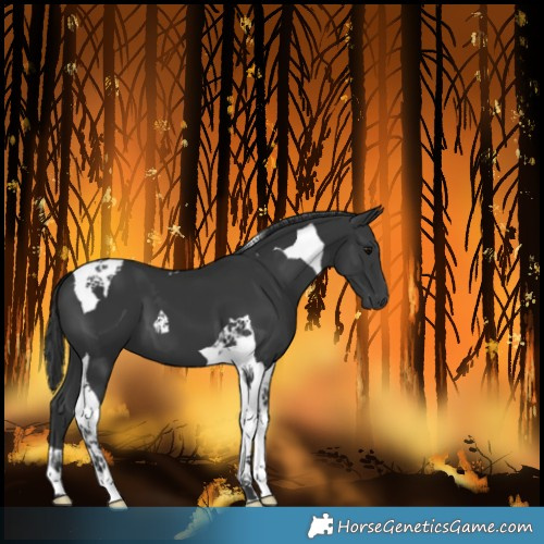 Horse Color:Black Tobiano