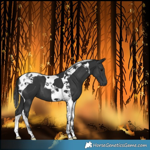 Horse Color:Black Tobiano 