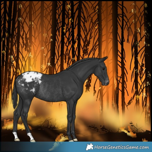 Horse Color:Black Blanket Rabicano 