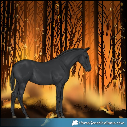 Horse Color:Black 