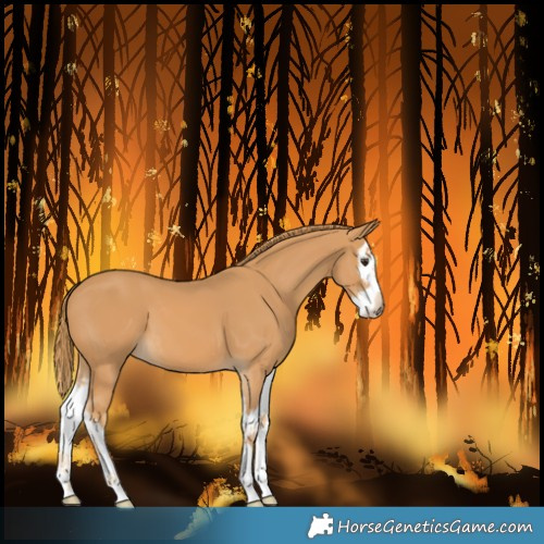 Horse Color:Chestnut Splash 