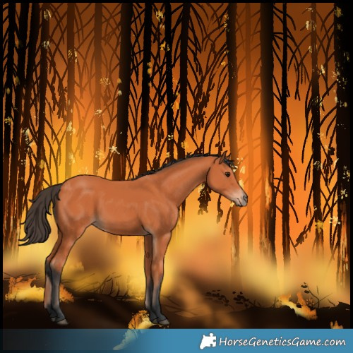 Horse Color:Unknown 
