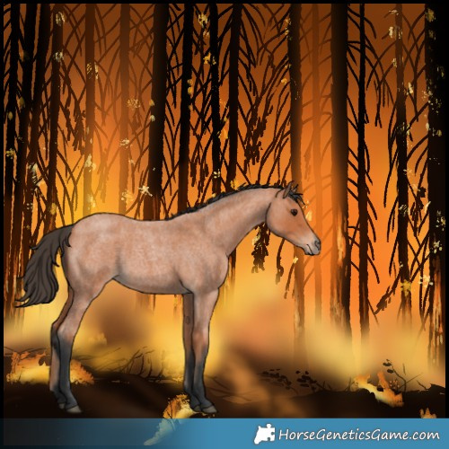 Horse Color:Unknown 