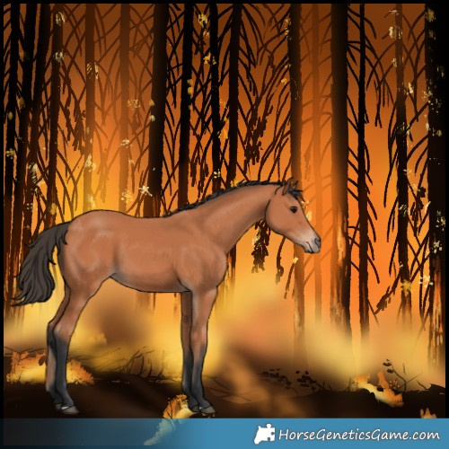 Horse Color:Unknown 