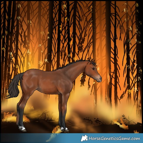 Horse Color:Unknown 