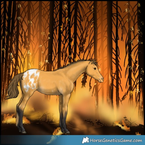 Horse Color:Unknown 