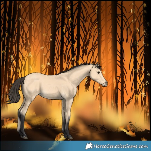 Horse Color:Buckskin