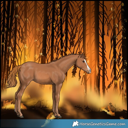 Horse Color:Chestnut Splash 