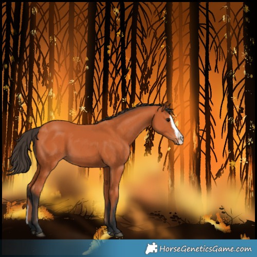 Horse Color:Bay Splash 