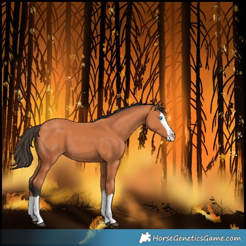 Horse Color:Bay Splash