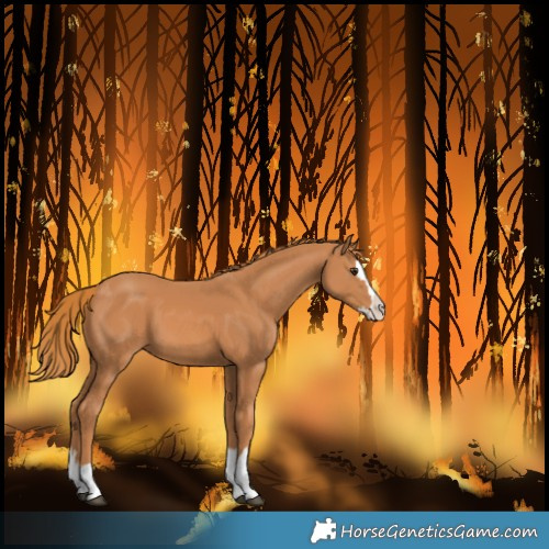 Horse Color:Chestnut Splash 