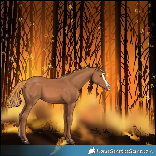 Horse Color:Chestnut Splash 