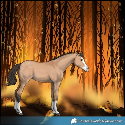 Horse Color:Bay Dun Splash 