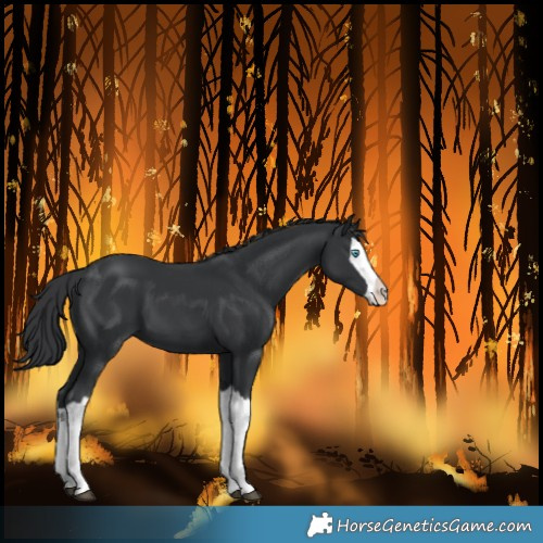 Horse Color:Black Splash 