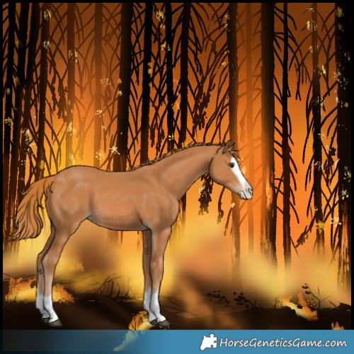 Horse Color:Chestnut Splash 