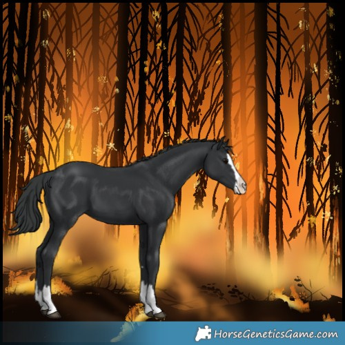 Horse Color:Black Splash 