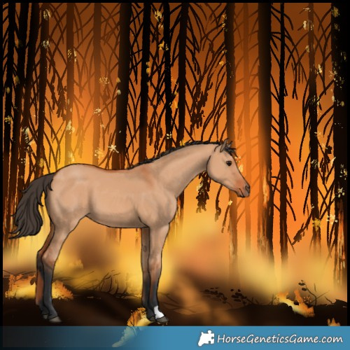Horse Color:Bay Dun 