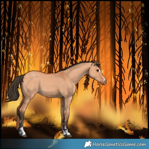 Horse Color:Bay Dun 
