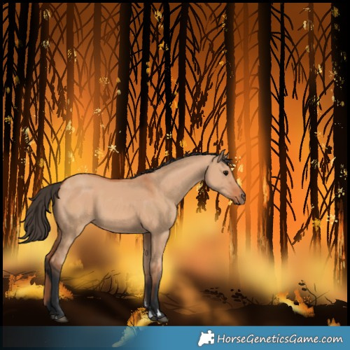 Horse Color:Bay Dun 