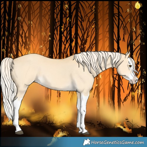 Horse Color:Palomino Dun Splash 