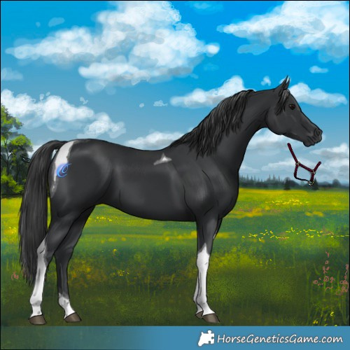 Horse Color:Black Tobiano 