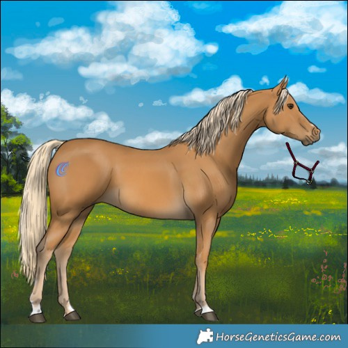 Horse Color:Palomino