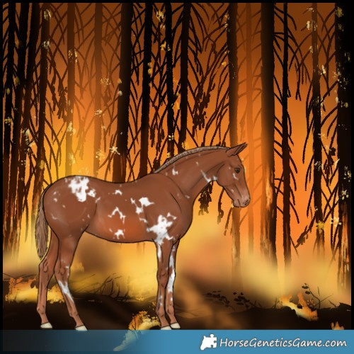 Horse Color:White Spotted Chestnut Varnish 