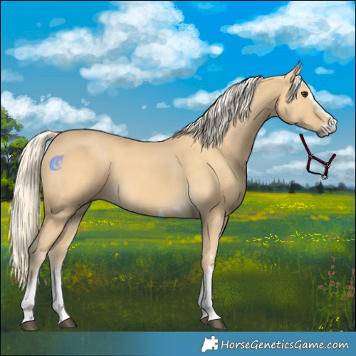 Horse Color:Palomino 