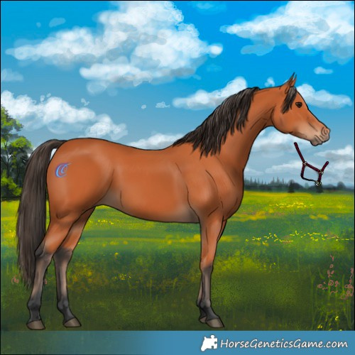 Horse Color:Bay 