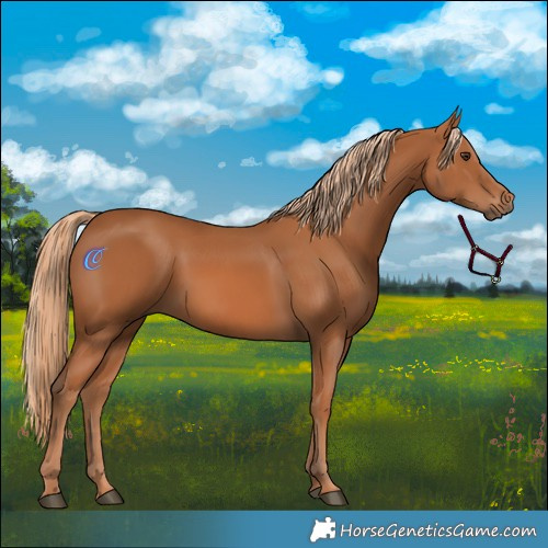 Horse Color:Chestnut 