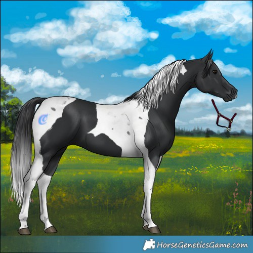 Horse Color:Black Tobiano 