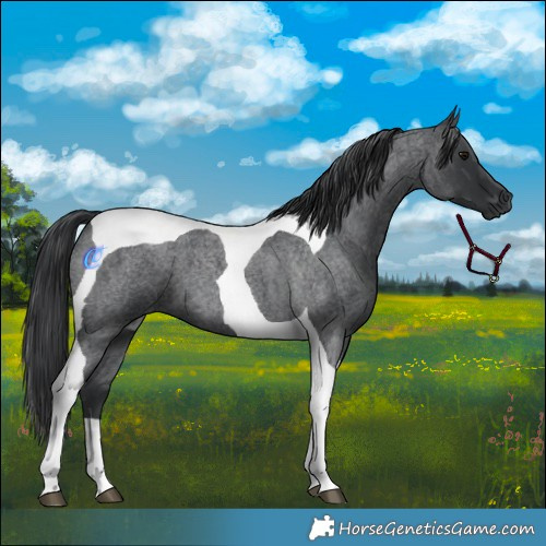 Horse Color:Blue Roan Tobiano 