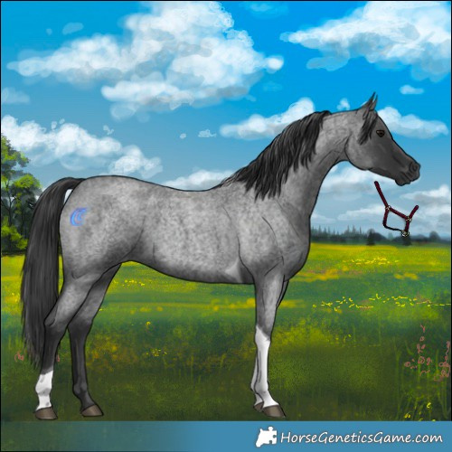 Horse Color:Blue Roan Tobiano 